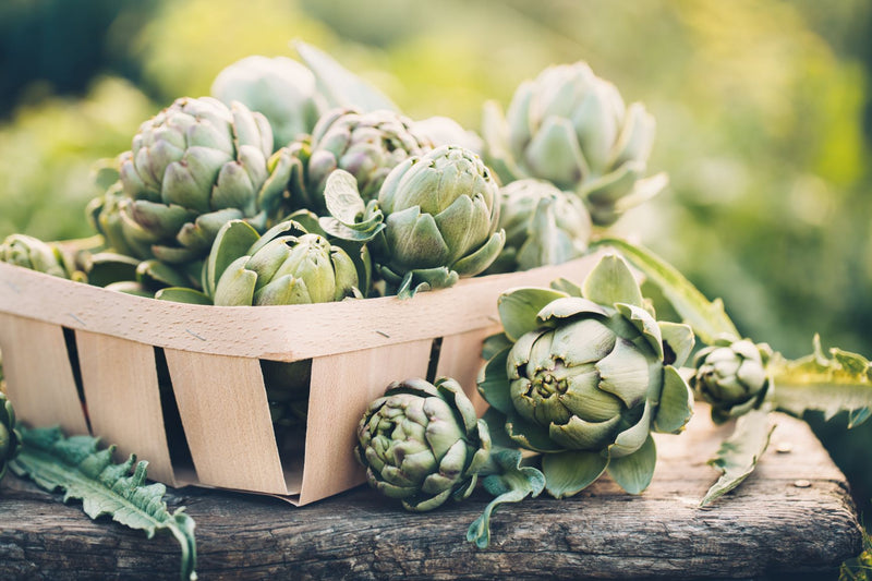 ARTICHOKE Leaves Liść Karczocha Αγκινάρα Cynara cardunculus