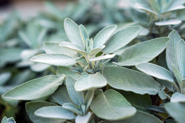 SAGE BUNCH Szalwia Φασκόμηλο Salvia Officinalis