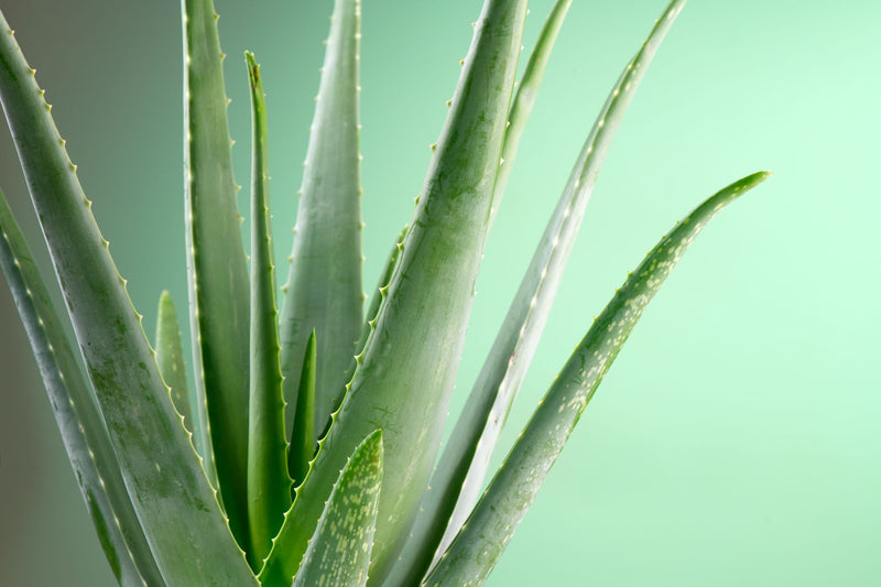 ALOE VERA Dried Herb Herbal Tea Aloes Αλόη Βέρα