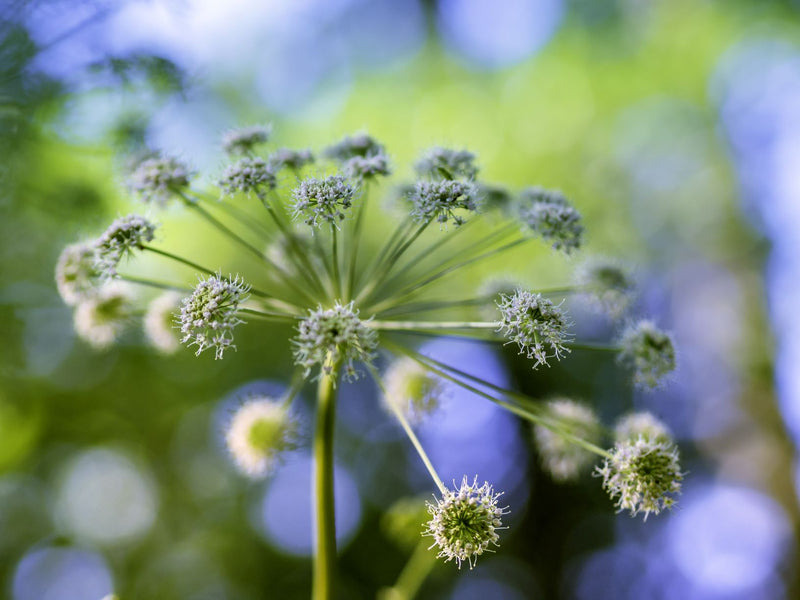 ANGELICA Korzeń arcydzięgla Αγγελική ρίζα Angelica archangelica