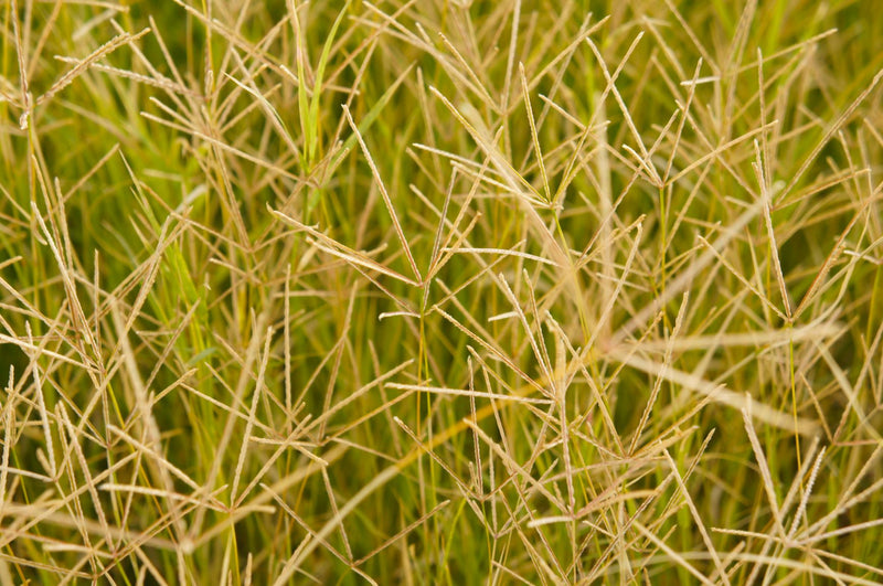 BERMUDA GRASS Dried Herb Cynodon palczasty Αγριάδα Cynodon dactylon