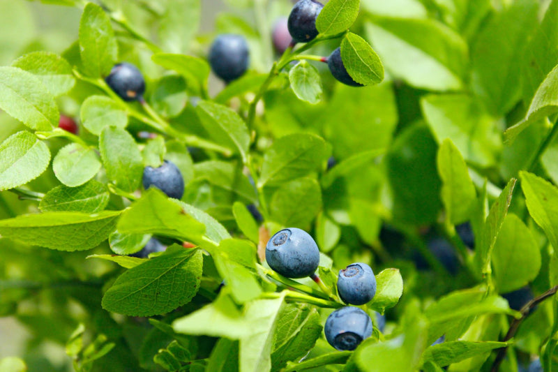 BILBERRY LEAVES Borówka czarna liście Μυρτιά φύλλα Vaccinium myrtillus