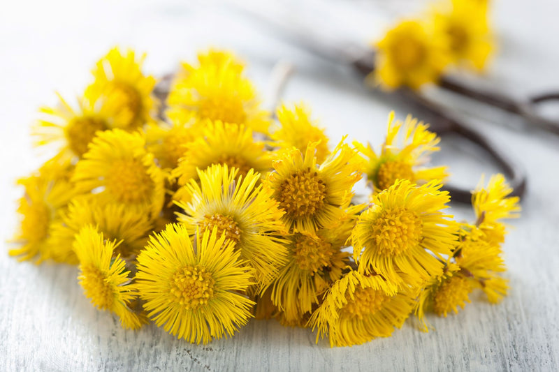 COLTSFOOT Dried Flowers Podbiał pospolity Βήχιο Λουλούδια Tussilago farfara