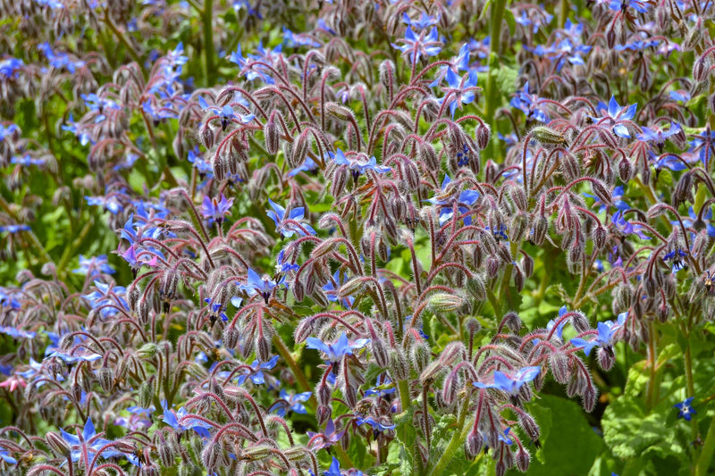 BORAGE Starflower Ogórecznik Μπουράντζα Borago officinalis