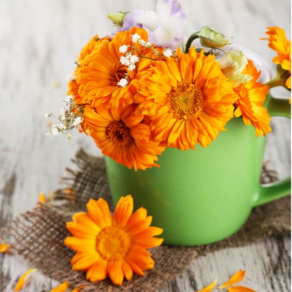 CALENDULA Nagietek Καλέντουλα Calendula officinalis