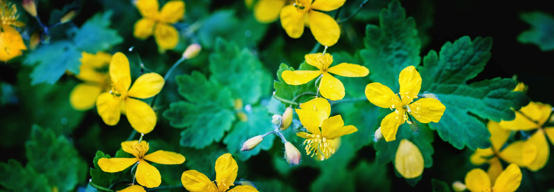 GREATER CELANDINE Glistnik jaskółcze ziele Χελιδονόχορτο Chelidonium majus