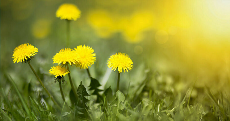 DANDELION Mniszek pospolity Ταραξάκο Taraxacum officinale