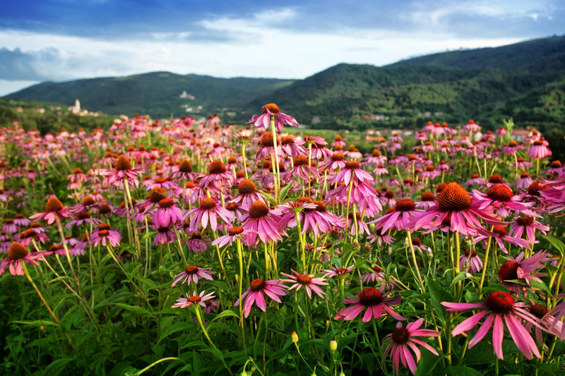 ECHINACEA Jeżówka purpurowa Εχινάκεια η στενόφυλλη Echinacea purpurea