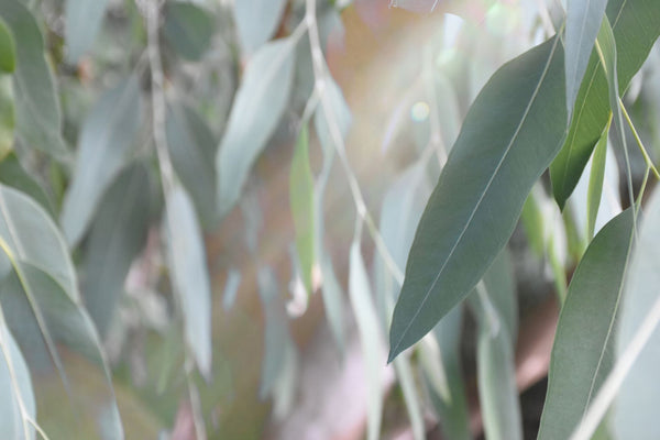 EUCALYPTUS Eukaliptus Ευκάλυπτος Eucalyptus globulus  Hand Picked