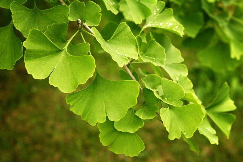 GINGKO BILOBA Miłorząb japoński Γκίγκο