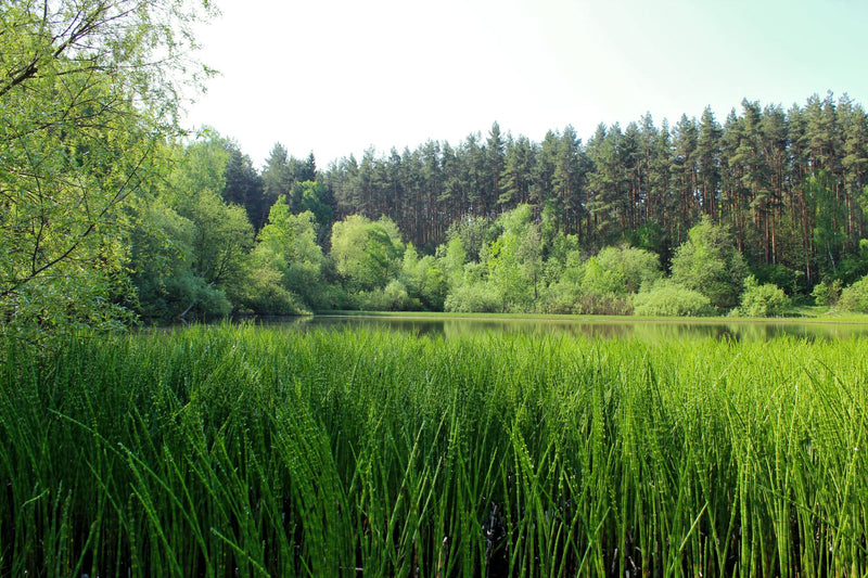 HORSETAIL Skrzyp Εκουιζέτο Equisetum