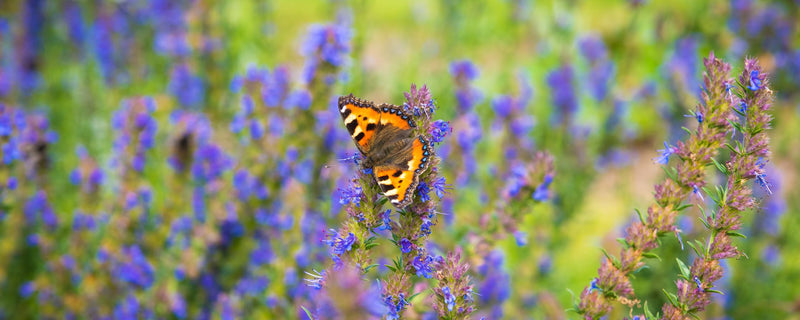 HYSSOP Hyzop lekarski Ύσσωπος Hyssopus officinalis