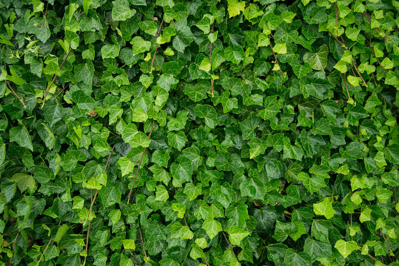 ENGLISH IVY Common ivy Bluszcz pospolity Hedera helix