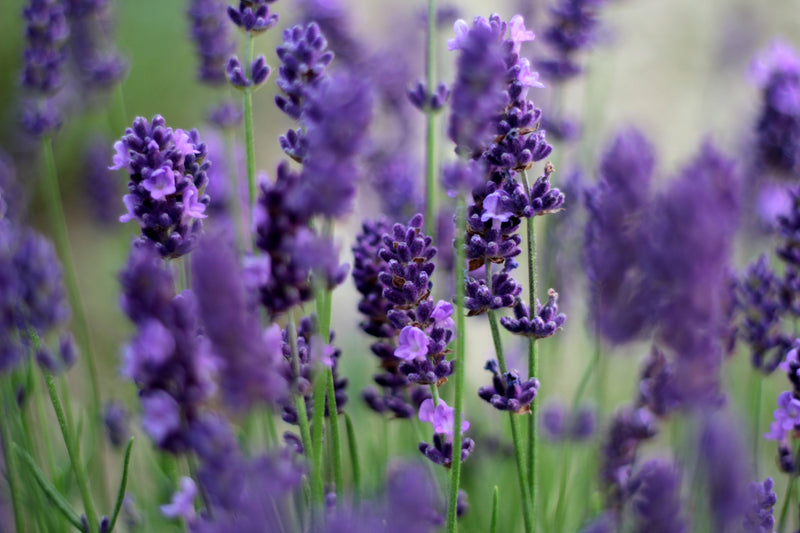 lavender