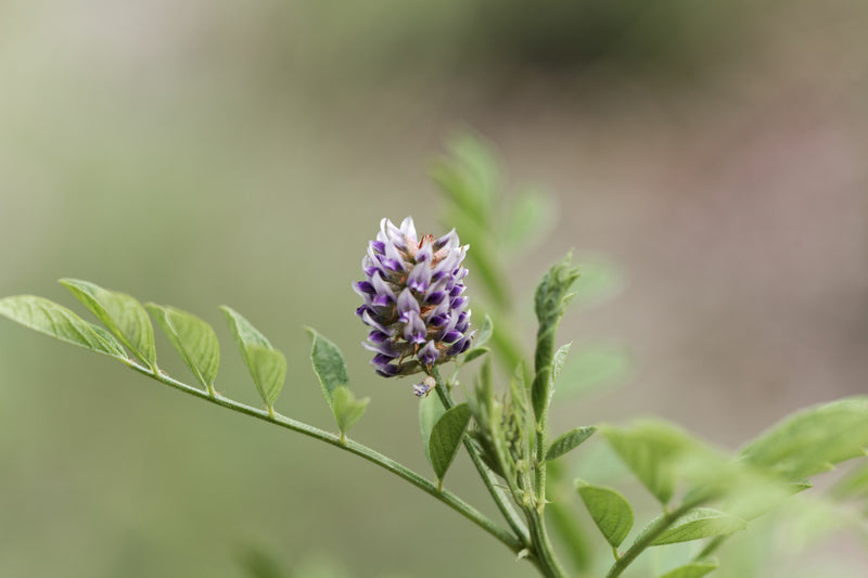 LICORICE Liquorice Lukrecja Γλυκόριζα Glycyrrhiza Glabra