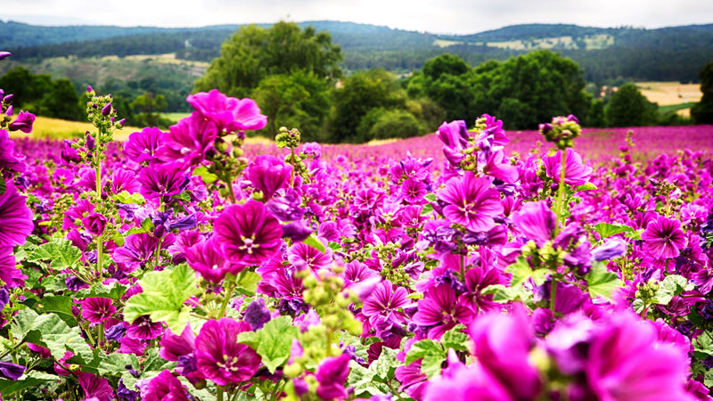 Mallow Ślaz Μολόχα Malva sylvestris