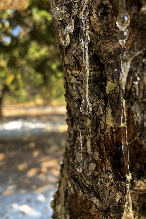 MASTIC Tears from Chios Mastyks Μαστίχα