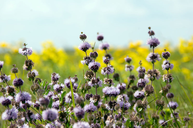 GREEK WILD MINT Pennyroyal buch Mentha pulegium Mięta polej Φλισκούνι  Άγρια μέντα’