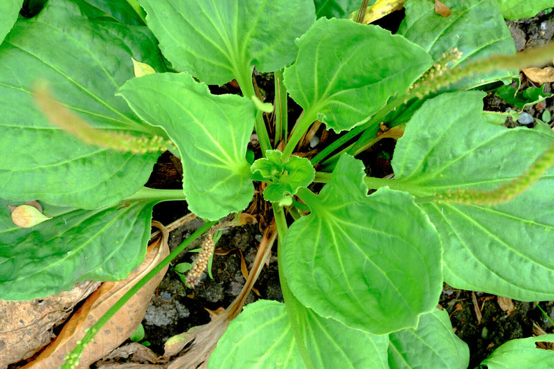 ENGLISH PLANTAIN Babka Lancetowata Plantago