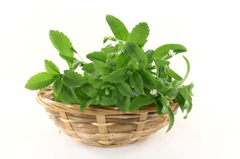 STEVIA LEAVES Stewia listki Στέβια φύλλα Stevia rebaudiana