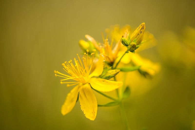 ST. JOHN'S WORT Dziurawiec βαλσαμόχορτο Hypericum perforatum