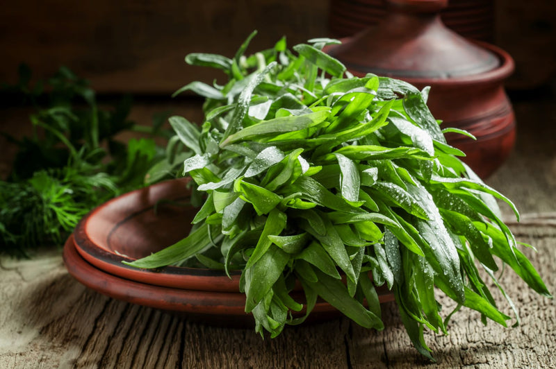 TARRAGON Estragon Estragon Εστραγκόν Artemisia dracunculus