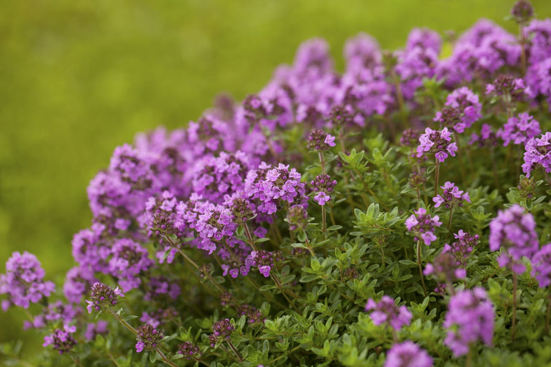 THYME Tymianek Θυμάρι Thymus vulgaris