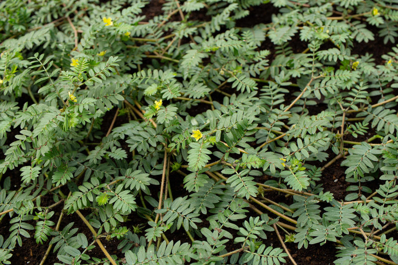 TRIBULUS TERRESTRIS Buzdyganek Naziemny Aphrodisiac