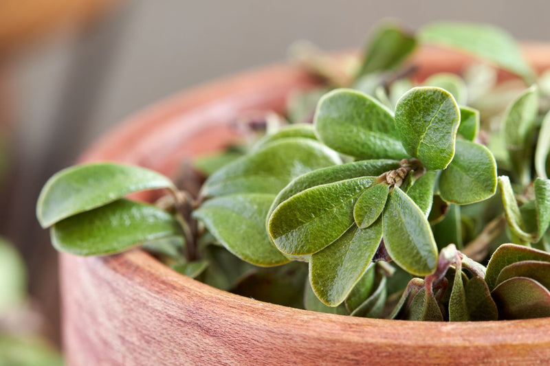 UVA URSI Mącznica lekarska Αρκτοστάφυλος Arctostaphylos uva-ursi