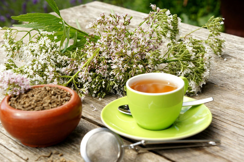 VALERIAN Kozłek lekarski Βαλεριάνα Valeriana officinalis