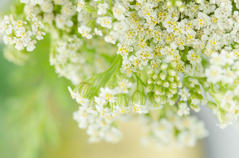 YARROW Krwawnik pospolity Αχίλλεια η χιλιόφυλλος Achillea millefolium